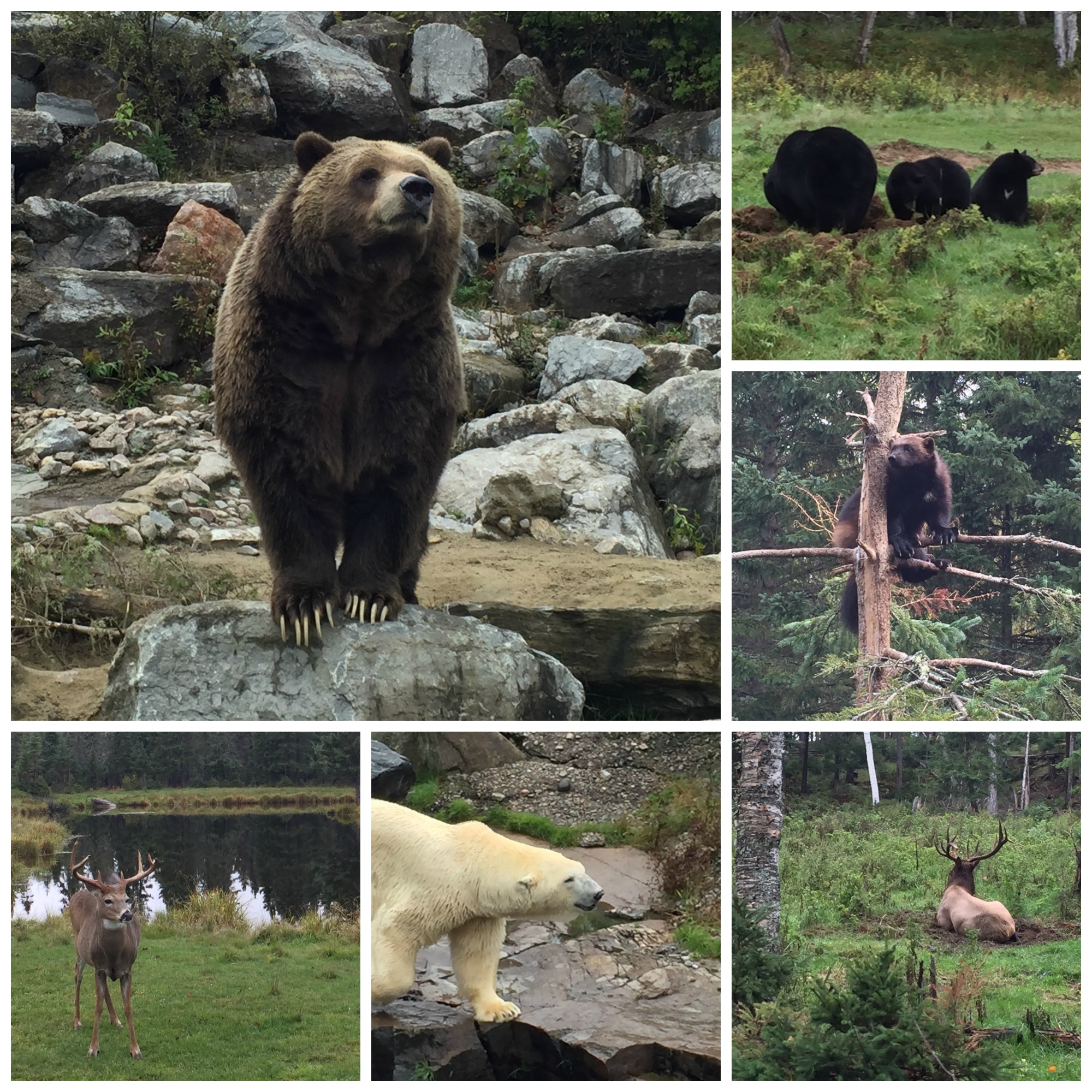 Zoo Sauvage Collage of Animals