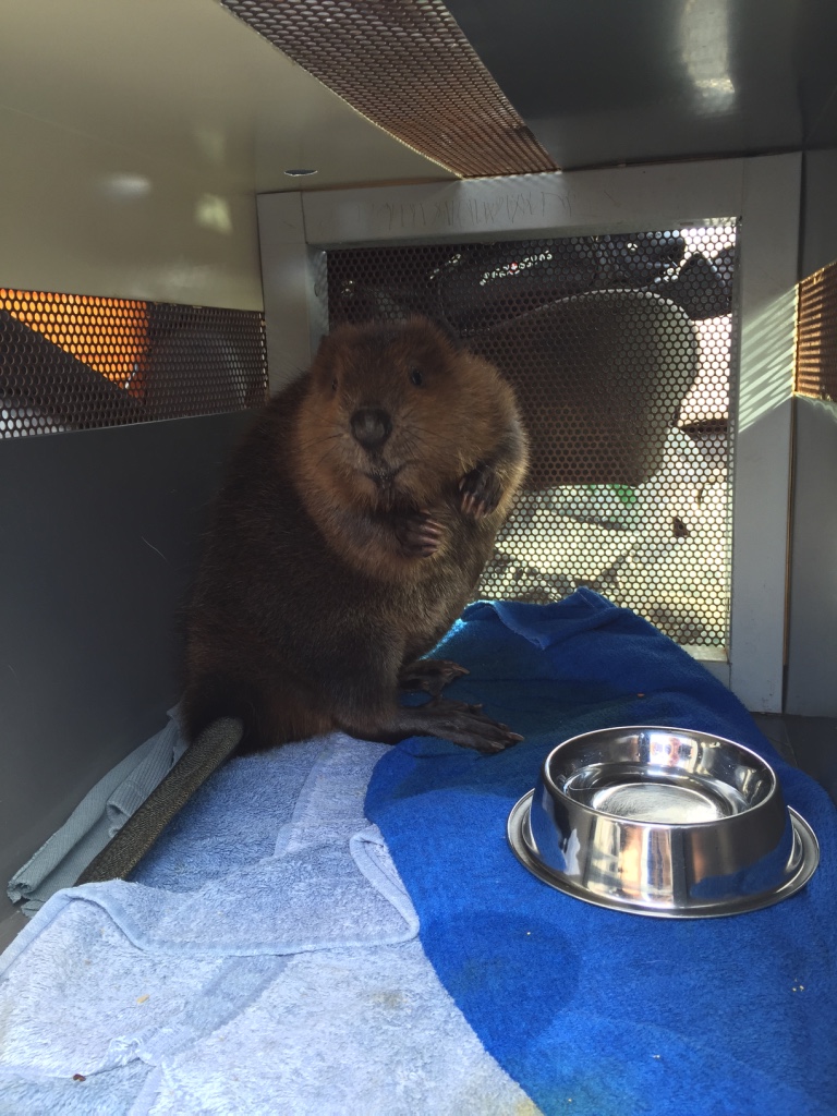 Beaver Kit in carrier at McDonalds