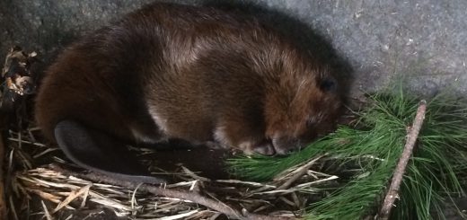 Sleeping Beaver Image